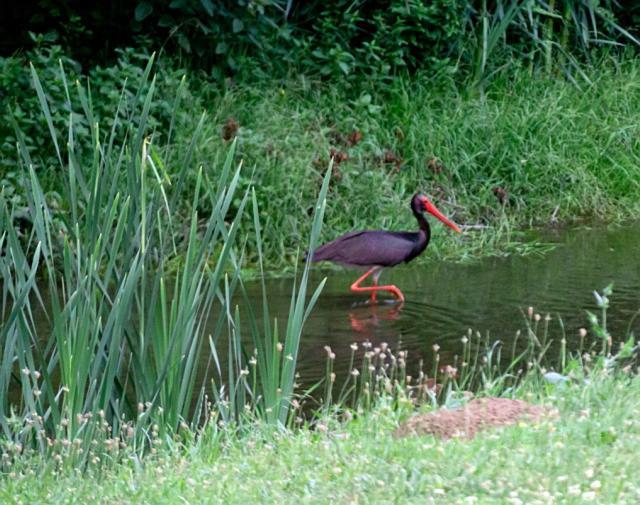 Perperеshka River Villas Stremtsi エクステリア 写真